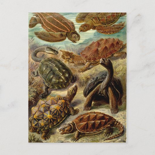 Haeckel Turtles Postkarte (Vorderseite)