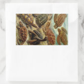 Haeckel Turtles Rechteckiger Aufkleber (Tasche)