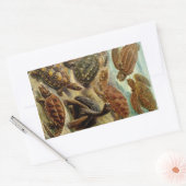 Haeckel Turtles Rechteckiger Aufkleber (Umschlag)
