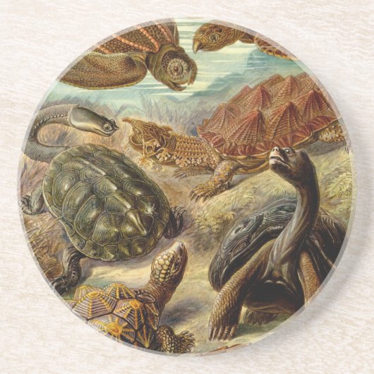 Haeckel Turtles Sandstein Untersetzer (Vorne)