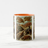 Haeckel Turtles Zweifarbige Tasse (Mittel)