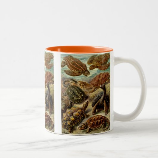 Haeckel Turtles Zweifarbige Tasse (Rechts)