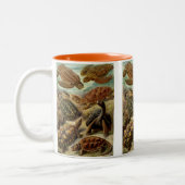 Haeckel Turtles Zweifarbige Tasse (Links)