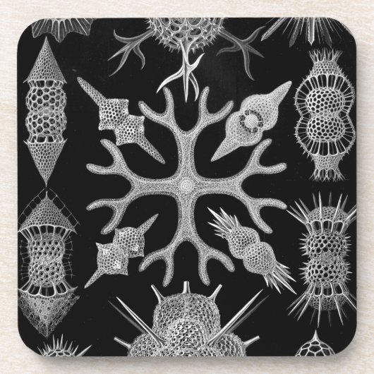 Haeckel Untersetzer (Vorderseite)