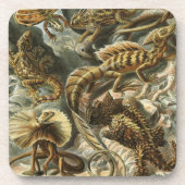 Haeckel Untersetzer (Vorderseite)