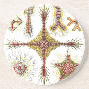 Haeckel Untersetzer