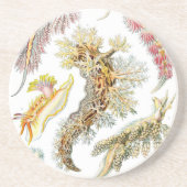 Haeckel Untersetzer (Vorne)