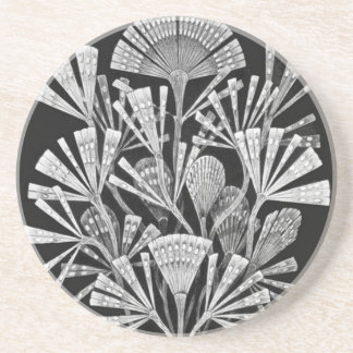 Haeckel Untersetzer