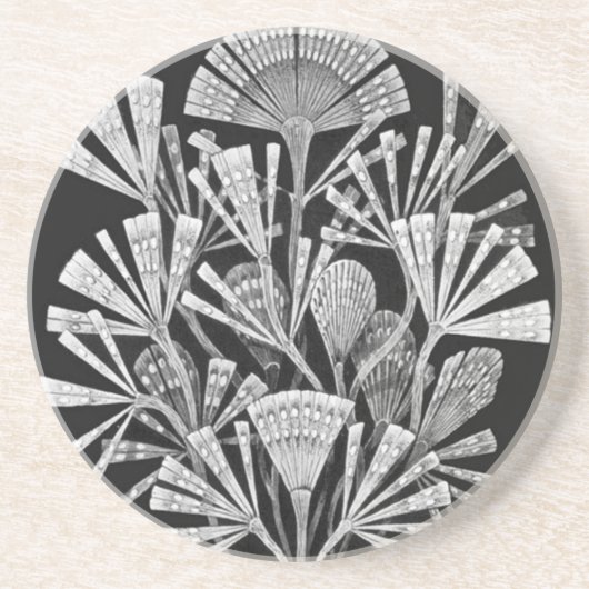 Haeckel Untersetzer (Vorne)