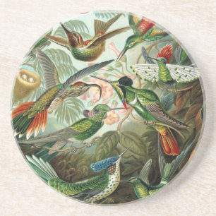 Haeckel-Vögel Getränkeuntersetzer