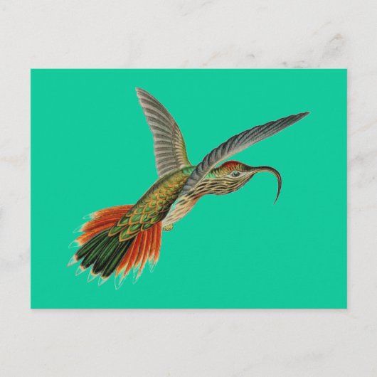 Haeckel-Vogel Postkarte (Vorderseite)