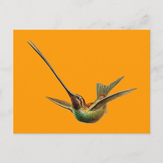 Haeckel-Vogel Postkarte (Vorderseite)