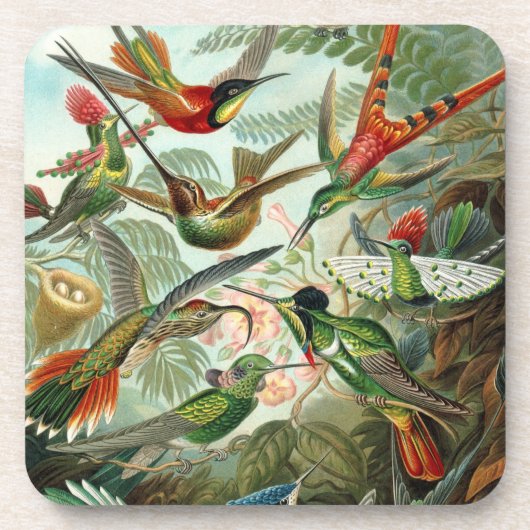 Haeckel-Vögel Untersetzer (Vorderseite)