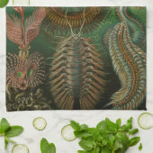 Haeckel-Wanzen Geschirrtuch (Gefaltet)