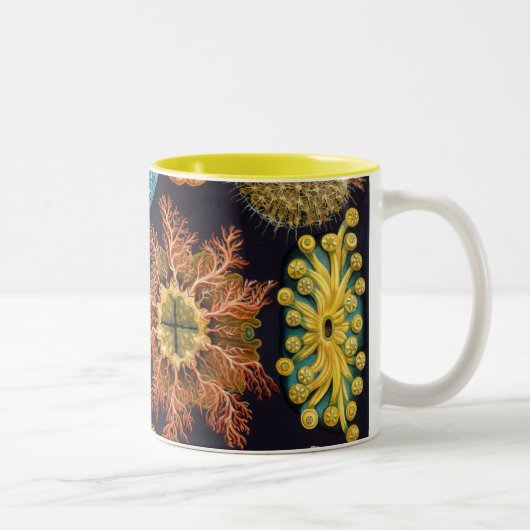 Haeckel Zweifarbige Tasse (Rechts)