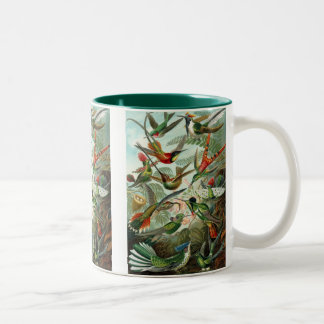 Haeckel Zweifarbige Tasse