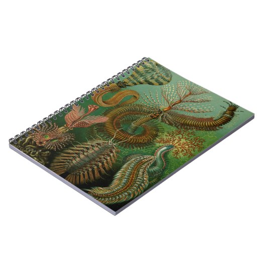 Haeckels Chaetopoda-Notebook Notizblock (Linke Seite)