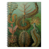 Haeckels Chaetopoda-Notebook Notizblock (Vorderseite)