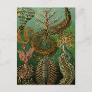 Haeckel's Chaetopoda Postkarte
