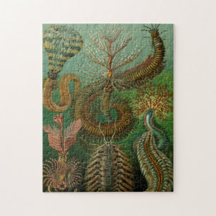 Haeckels Chaetopoda-Puzzle Puzzle