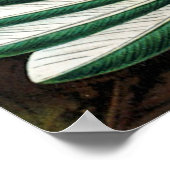 Haeckel's Hummingbirds Poster (Ecke)