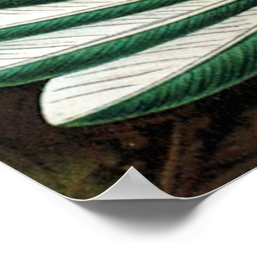 Haeckel's Hummingbirds Poster (Ecke)