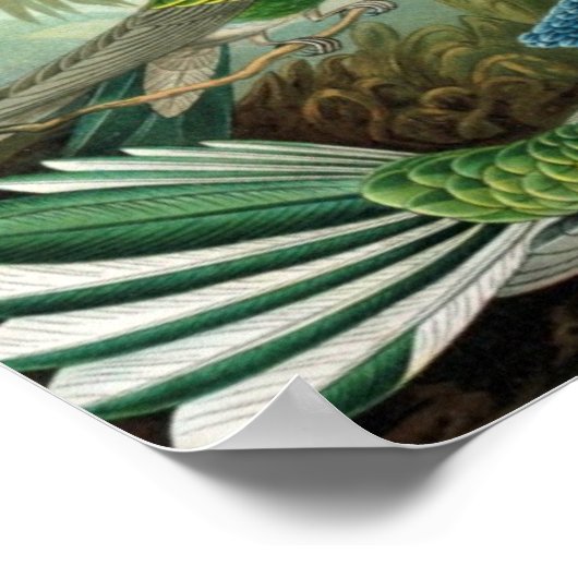 Haeckel's Hummingbirds Poster (Ecke)