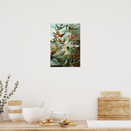 Haeckel's Hummingbirds Poster (Küche)