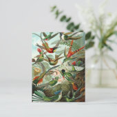 Haeckel's Hummingbirds Postkarte (Stehend Vorderseite)