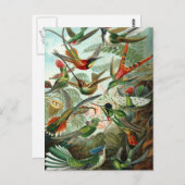 Haeckel's Hummingbirds Postkarte (Vorne/Hinten)