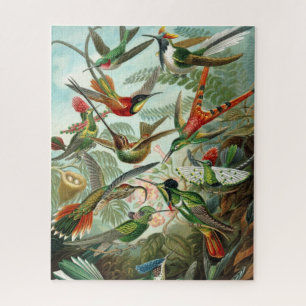 Haeckels Kolibris-Rätsel Puzzle