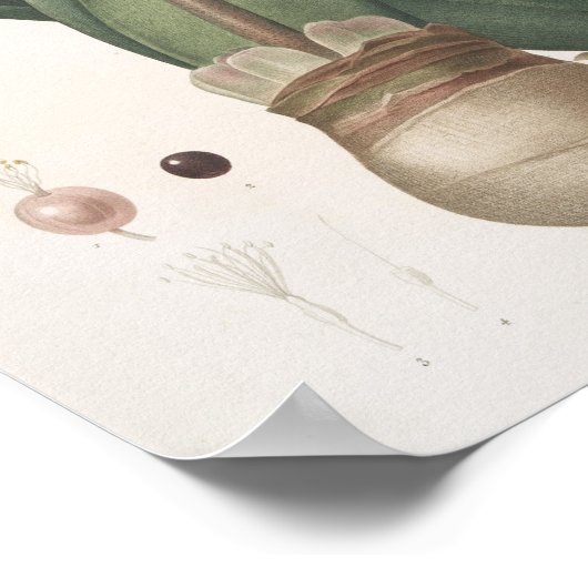 Haemanthus Coccineus Poster (Ecke)