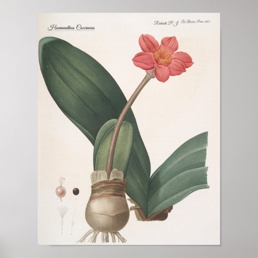 Haemanthus Coccineus Poster (Vorne)