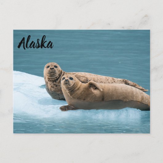 Hafen Siegel Kenai Fjords Alaska Postcard Postkarte (Vorderseite)