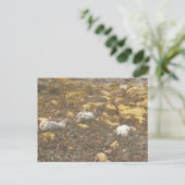 Hafen Siegel Postkarte (Stehend Vorderseite)