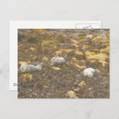 Hafen Siegel Postkarte (Vorne/Hinten)