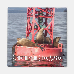 Hafen Siegel Sonnenbaden Sitka Alaska Magnet