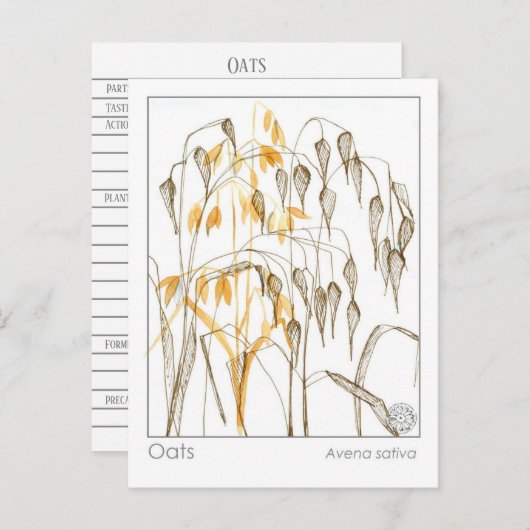 Hafer Pflanze Materia Medica Kräuterstudie Postkarte (Vorne/Hinten)