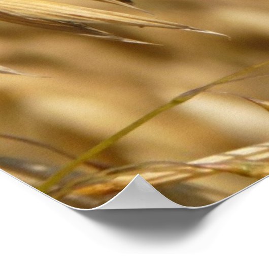 Haferfeld Poster (Ecke)