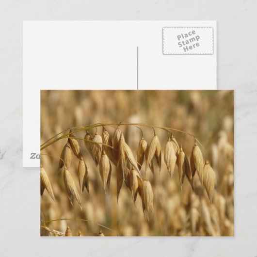 Haferfeld Postkarte (Vorne/Hinten)