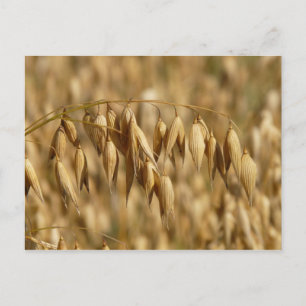 Haferfeld Postkarte