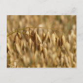 Haferfeld Postkarte (Vorderseite)