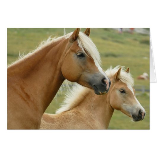 Haflinger (Vorderseite (Horizontal))