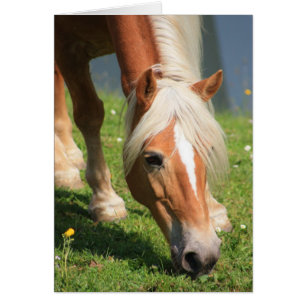 Haflinger