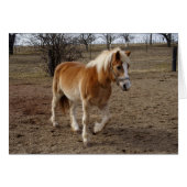 Haflinger (Vorderseite (Horizontal))