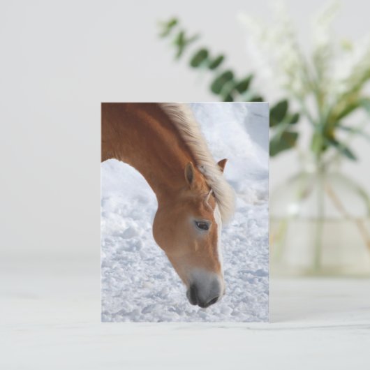 Haflinger 1 postkarte (Stehend Vorderseite)