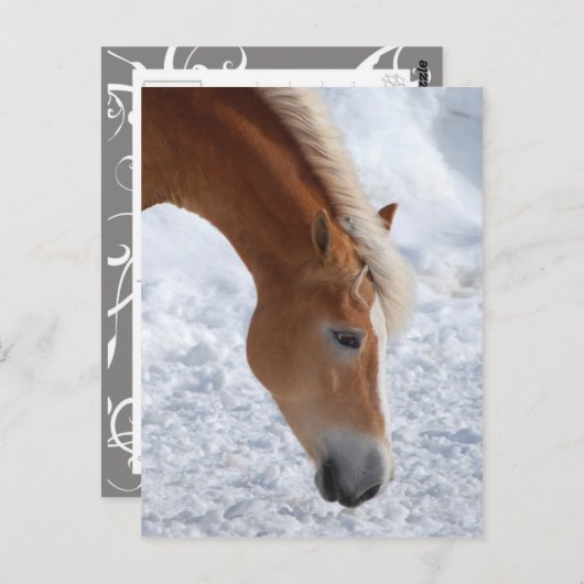 Haflinger 1 postkarte (Vorne/Hinten)