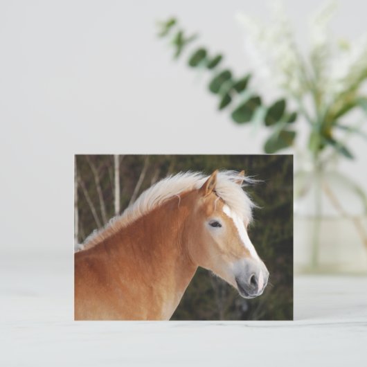 Haflinger 2 postkarte (Stehend Vorderseite)