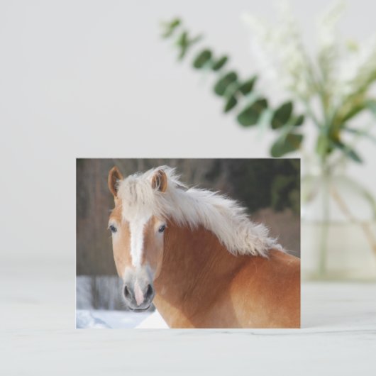 Haflinger 3 postkarte (Stehend Vorderseite)