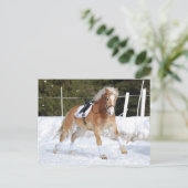 Haflinger 4 postkarte (Stehend Vorderseite)